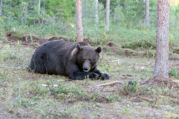 View of brown bear during summer