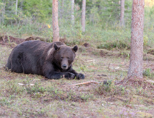 Fototapeta na wymiar View of brown bear during summer