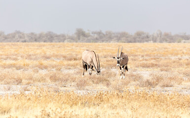 Fototapeta na wymiar View of oryx in national park