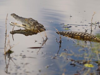 Crocodile in the Chobe River lurking for prey