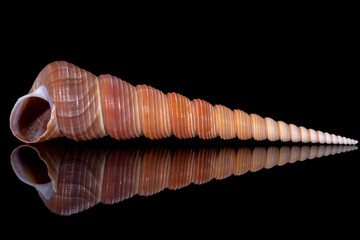 Single snail sea shell of Turritella terebra from the family Turritellidae, isolated on black background, mirror reflection