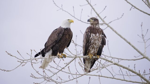 Adult and Juvenile Bald Eagles sitting next to each other in a tree during winter migration in Utah.