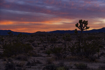 Fototapeta na wymiar Joshua Tree National Park Sunset