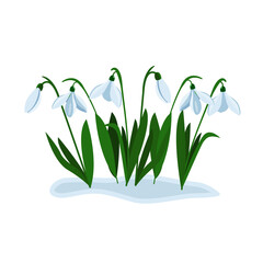 Snowdrops grow in early spring. Vector illustration of spring flowers. Delicate white snowdrops grew out of the snow