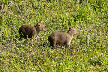 Portrait of two babies capybaras on grass in the Provincial Reserve Esteros del Ibera, Corrientes, Argentina