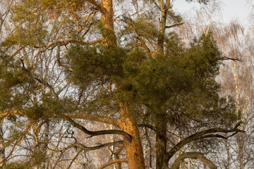 Fototapeta premium Crown of a pine tree, top of a pine tree