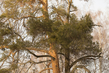 Crown of a pine tree, top of a pine tree