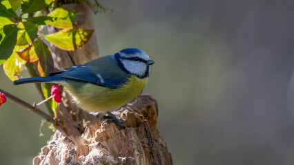 bird, natur, wild lebende tiere, gelb, blau, tier, ast, wild, blaumeise, 