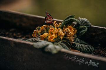 butterfly on a flower