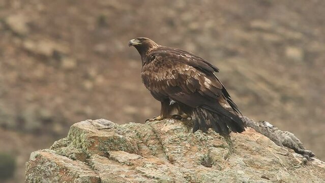 Aguila real en la sierra abulense. Avila.Espa&ntilde;a