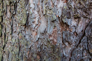 pine bark on a tree trunk as background
