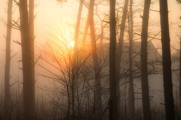 sun and fog in the forest