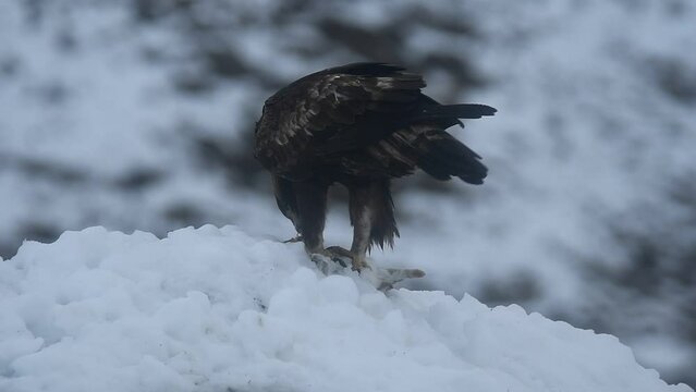 Aguila real en la sierra abulense. Avila.Espa&ntilde;a