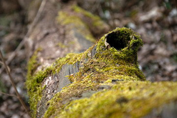 Moss on tree