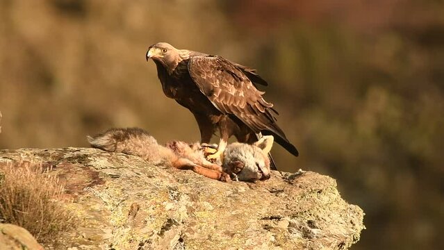 Aguila real en la sierra abulense. Avila.Espa&ntilde;a
