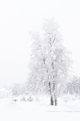 Tree covered with fluffy white snow and hoarfrost in gloomy day. White wintertime landscape.