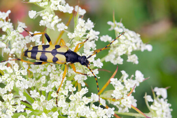 Rutpela maculata - the spotted longhorn beetle sitting on an Apiaceae family flower.