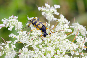 Rutpela maculata - the spotted longhorn beetle sitting on an Apiaceae family flower.