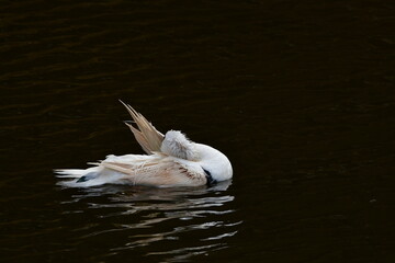 PATO