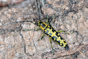 Ladder-marked long horn beetle (Saperda scalaris) on tree bark, macro photo