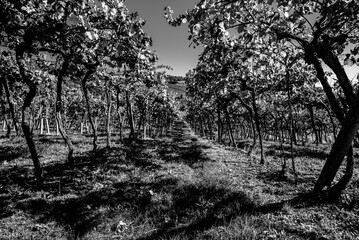 2021 10 16 Soave rows of vines