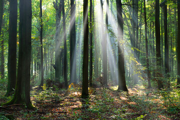 Fototapeta na wymiar Beautiful sunny morning in the green forest