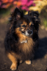 portrait of dark purebred small dog