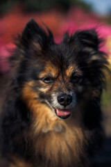 portrait of a dark purebred small dog on the background of a flower bed