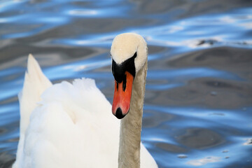 A Mute Swan on the water