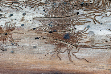 The imprint of the bark beetle (Scolytus scolytus) under the bark of the tree.