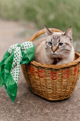 portrait of a beautiful blue-eyed thoroughbred cat in a basket