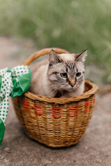 portrait of a beautiful blue-eyed thoroughbred cat in a basket