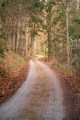 Fototapeta premium gravel path through the forest in late autumn - Welzheim, Germany