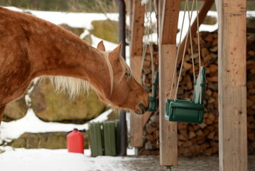 Pferde ums Haus. Schönes goldenes Pferd frei im Winter am und um ein Wohnhaus