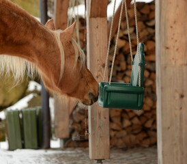 Pferde ums Haus. Schönes goldenes Pferd frei im Winter am und um ein Wohnhaus