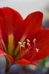 Red Amaryllis flower in full bloom during winter showing pollen and pistil
