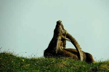 Steinbock genießt Sonne auf tiroler Nordkette