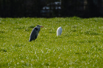 Grey Heron, Marlough Beach, Northern Ireland, UK