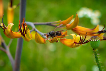 Asian hornet on yellow flower