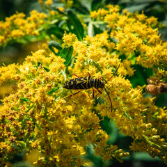 Megacyllene robiniae or locust borer on yellow flowers