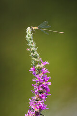 Chalcolestes viridis on top of purple flower