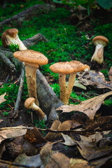 Group of armillaria mushrooms under the woods