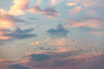 Idyllic landscape and flying birds at sunset, tranquilizing scene.