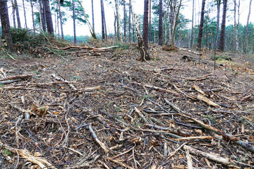 Storm damaged forest