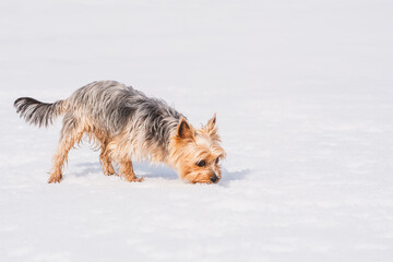 Mini Yorkshire Terrier schnüffelt im Schnee