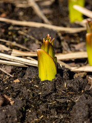 Sprouting flowers in the garden in spring