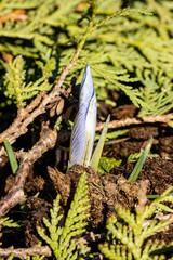 Purple crocus bud in the garden in spring