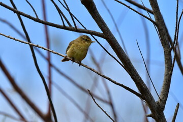 MOSQUITERO