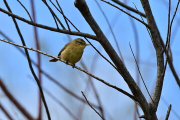 MOSQUITERO