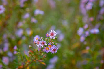 Wild Plants near Stillwater Oklahoma